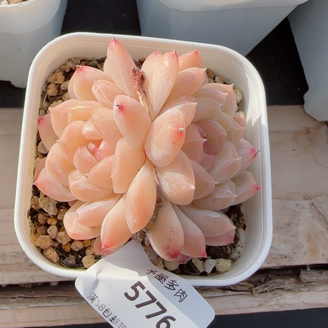 孤品，5776多肉植物