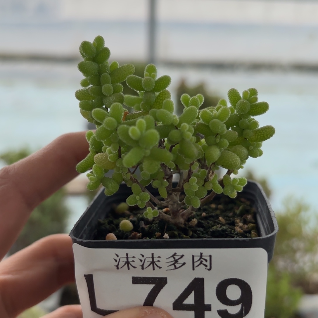 749金桔枝干福利炸