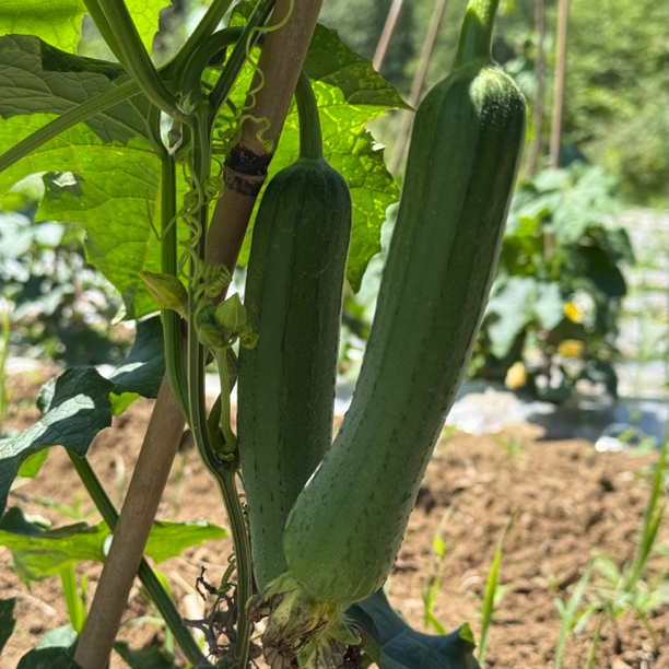 高山丝瓜 口感好 非大棚种植