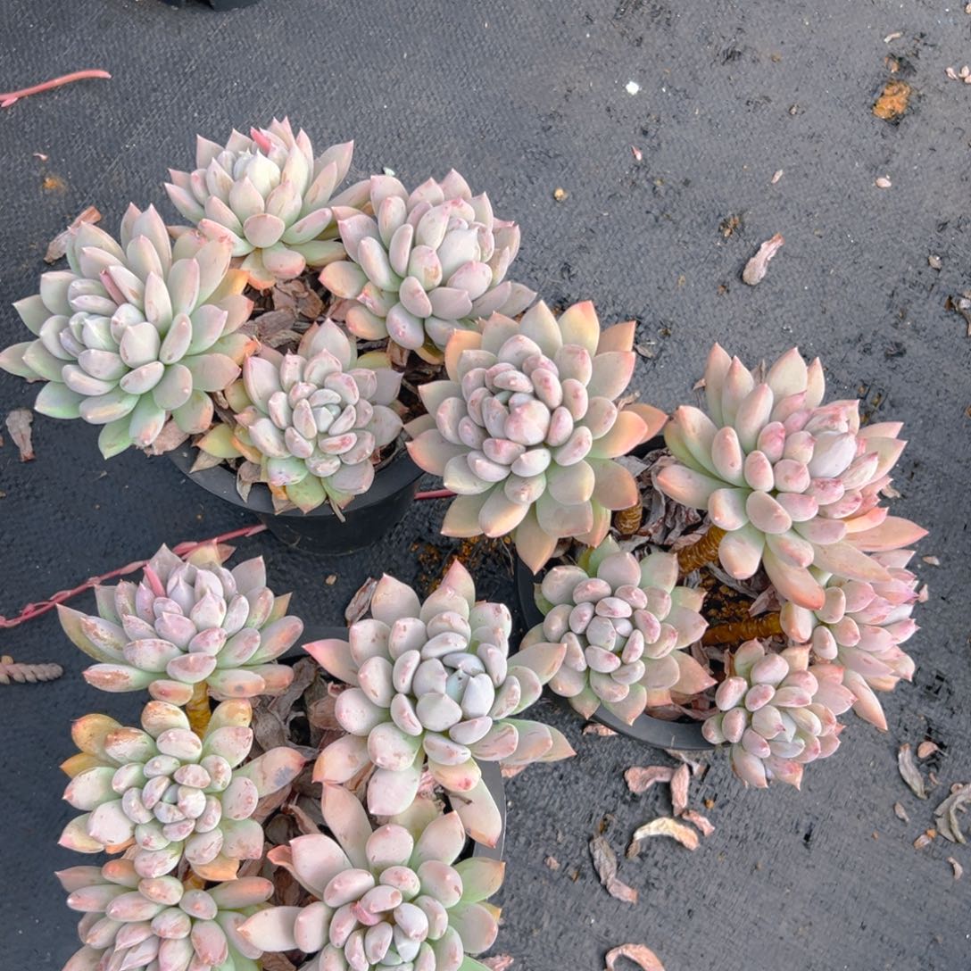 胖美人，满18包邮