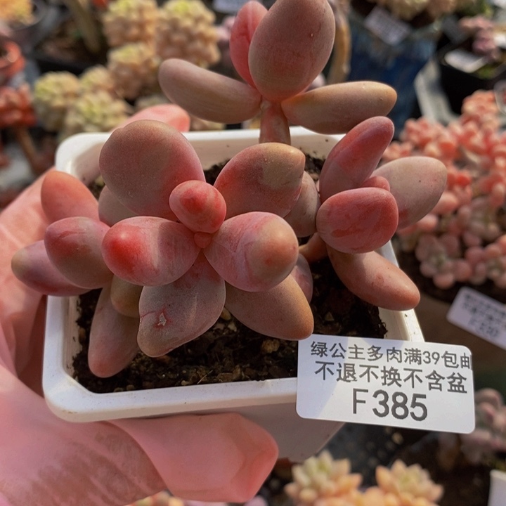 糖果美人8cm385多肉植物