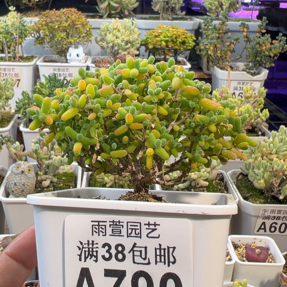 29-790枝干番杏多肉蜜橘大树七方盆老桩