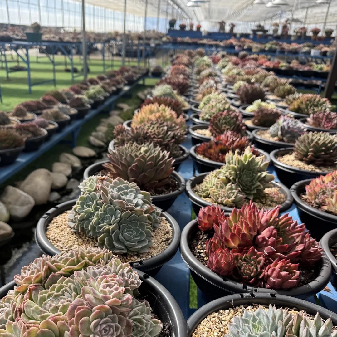 牛马社推荐品系类D