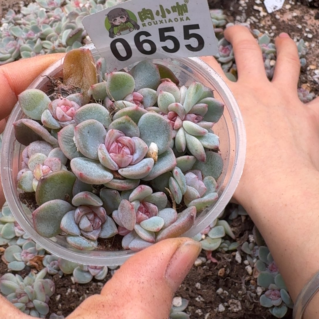 多肉植物多肉植物