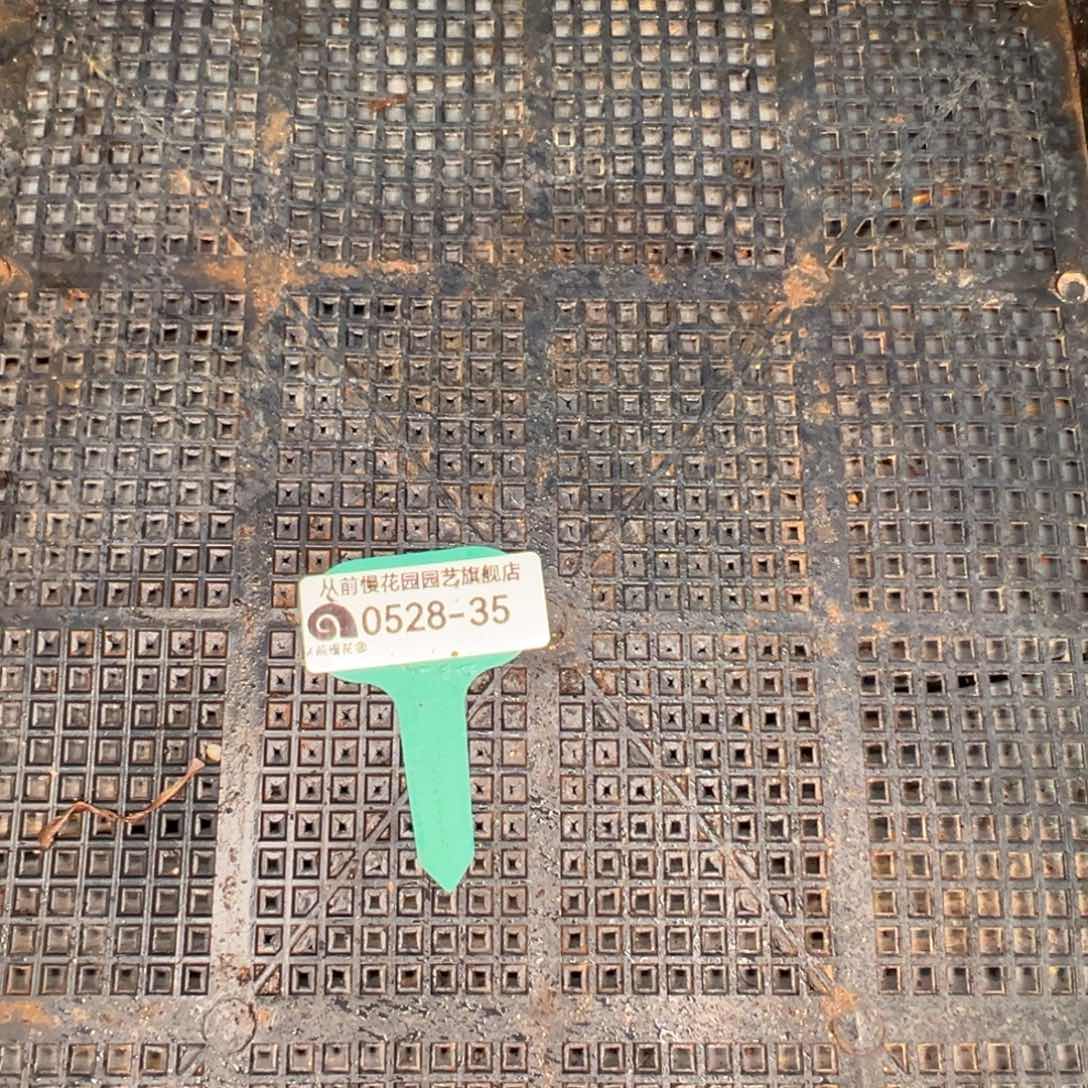 从前慢多肉精选0528.35