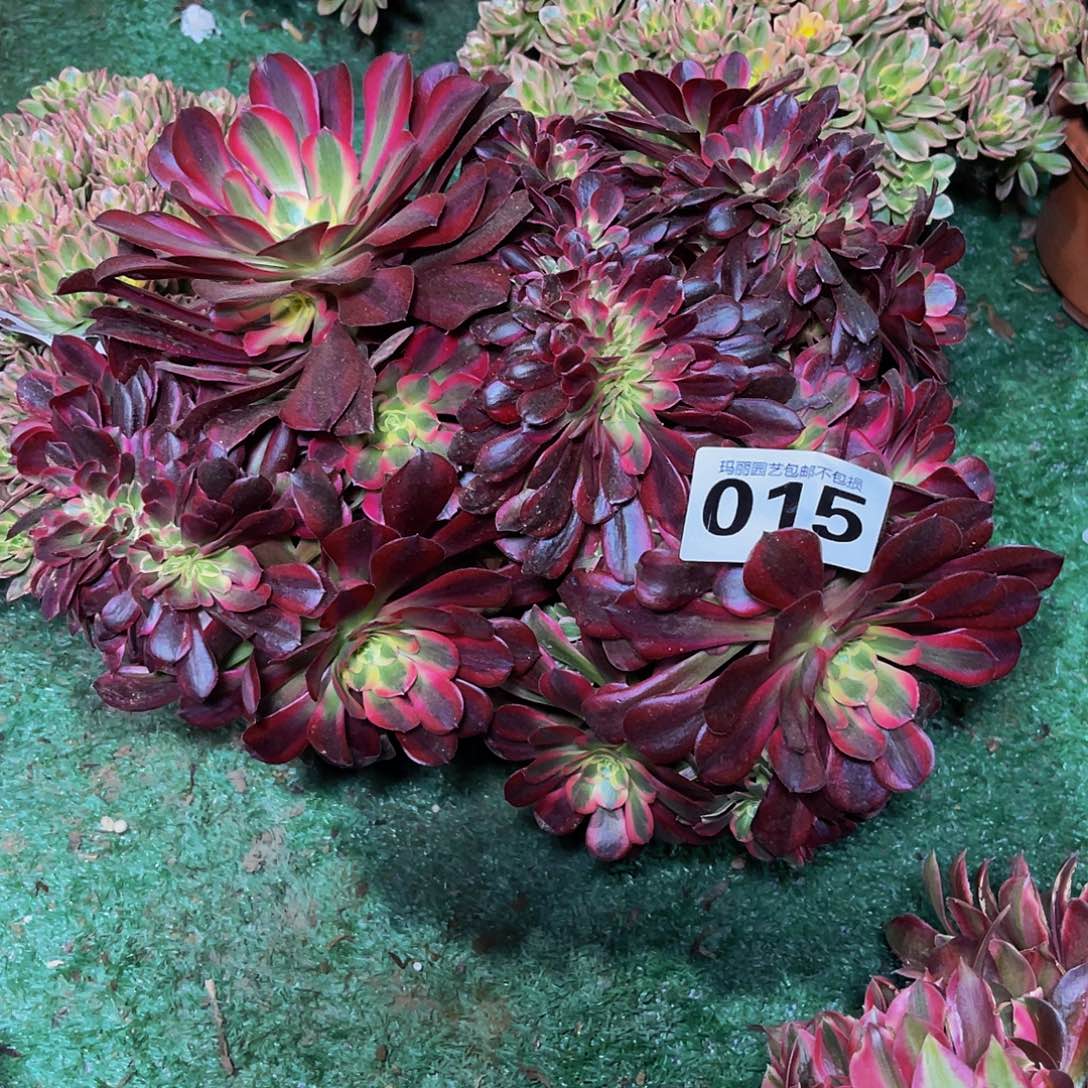 法师法师3-7包邮法师