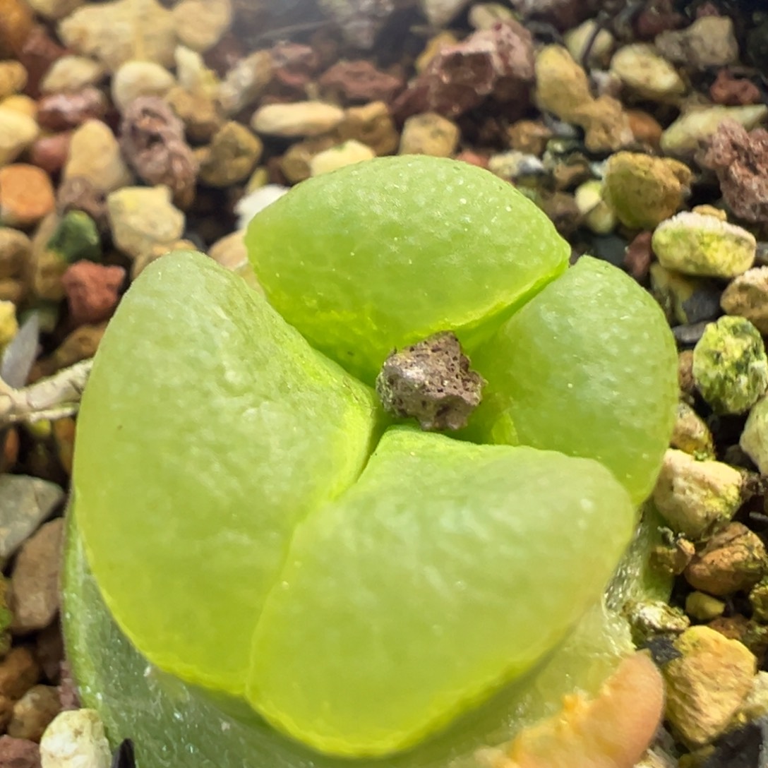 双头翻窗红风铃 肉锥植物