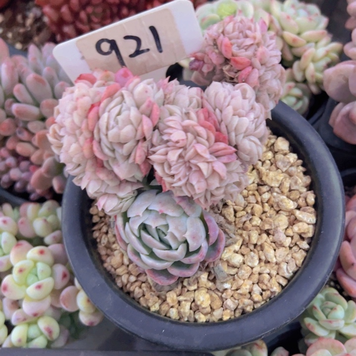 健健康康平平安安