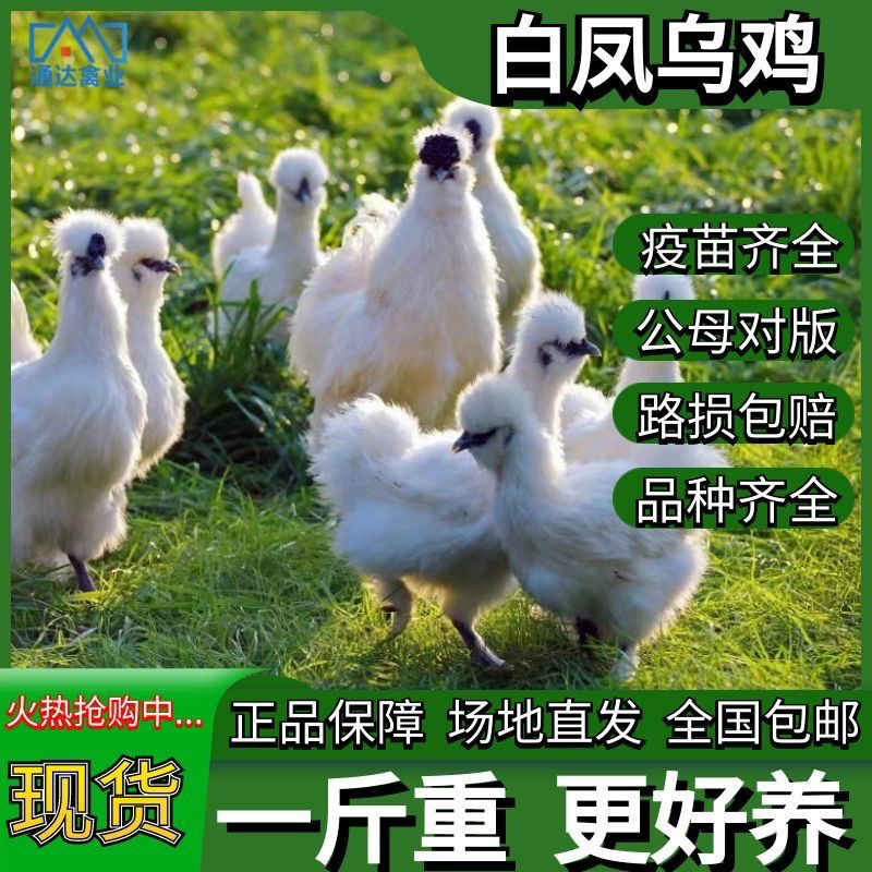 一斤发货青年泰和乌骨鸡白凤乌骨鸡宠物鸡产蛋鸡白凤头丝毛乌骨鸡