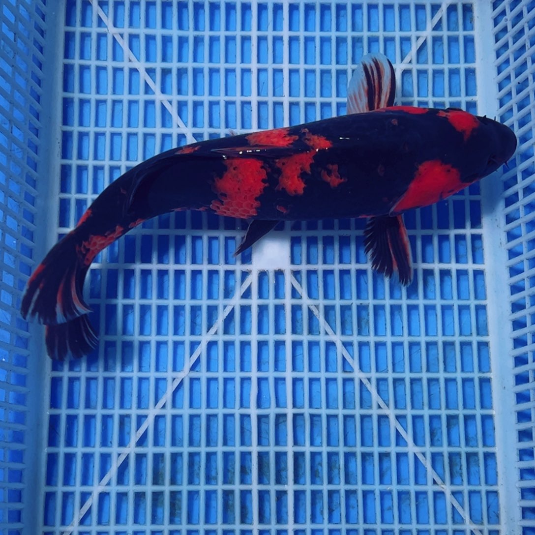 锦鲤锦鲤观赏鱼1111