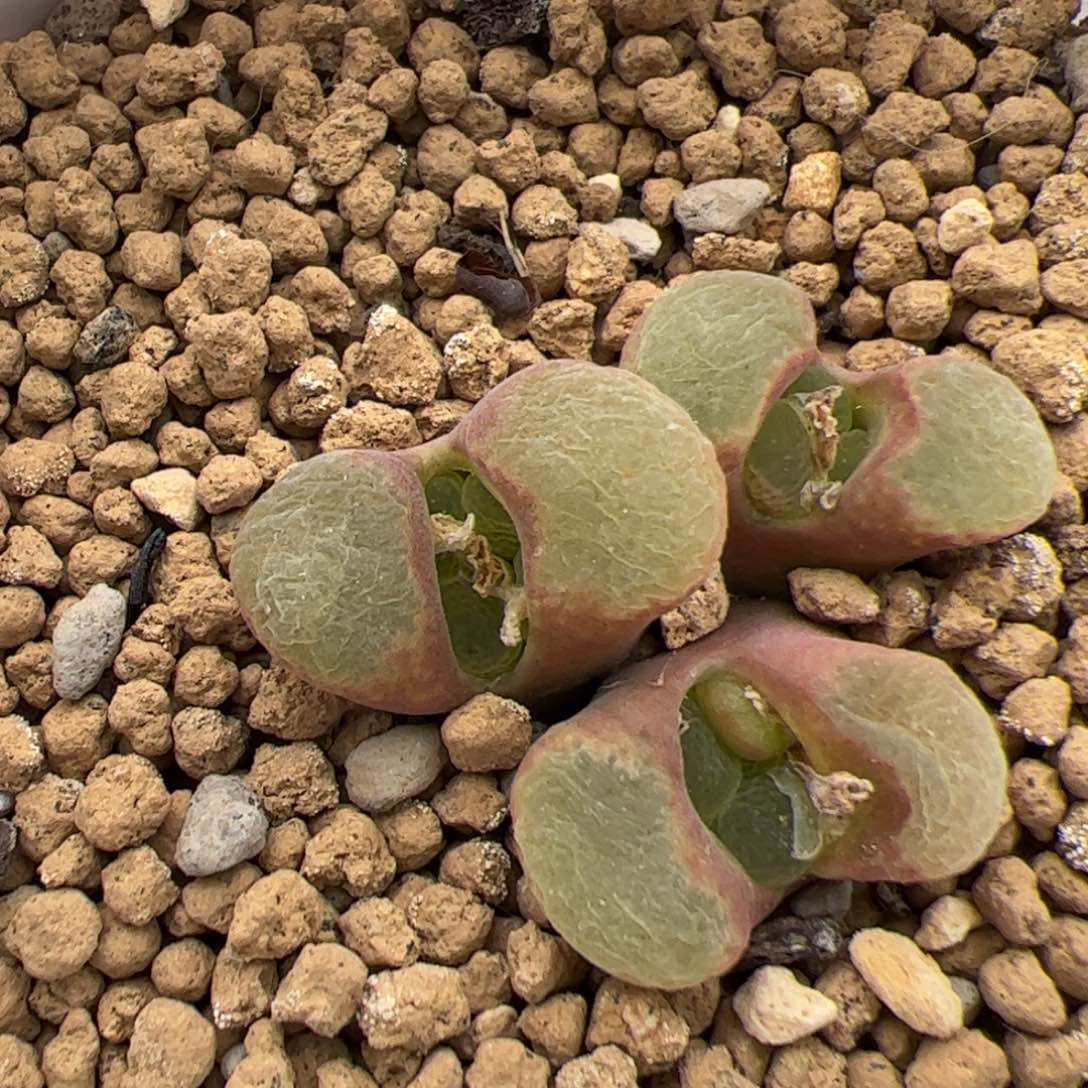 0341号粉樱 多肉植物