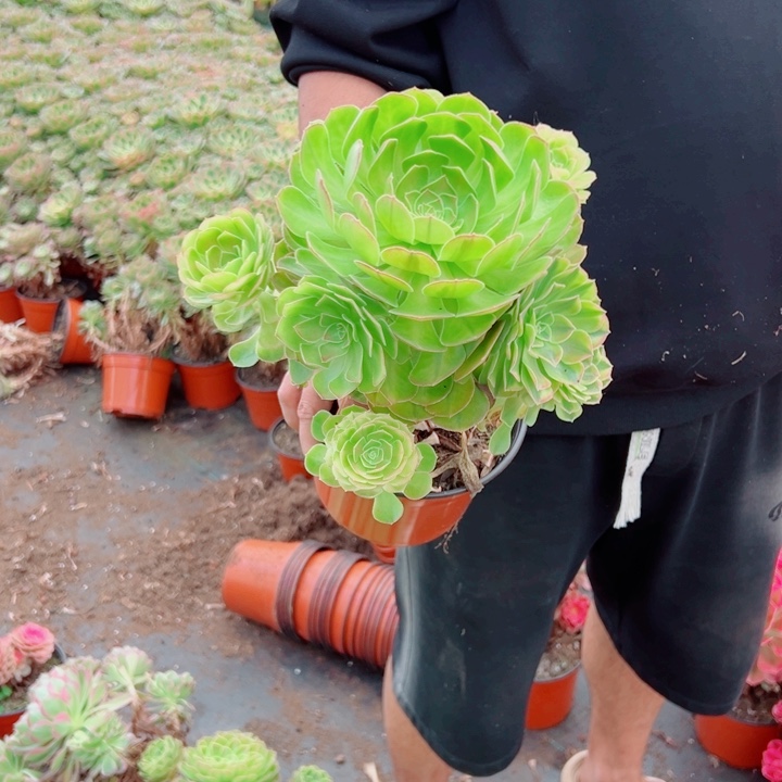 雨荷160多肉法师