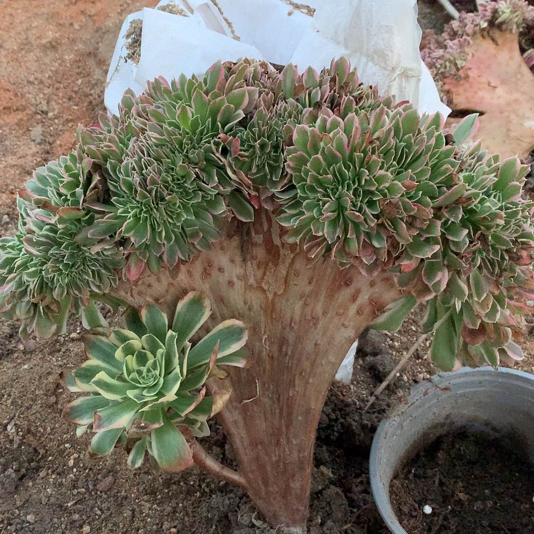 白凤缀化白凤缀化