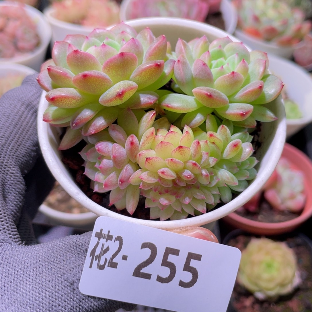 花利美 2-255新品缀化