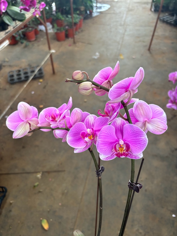 蝴蝶兰———(华盛顿)(任意两颗包邮只拍一颗发苗)