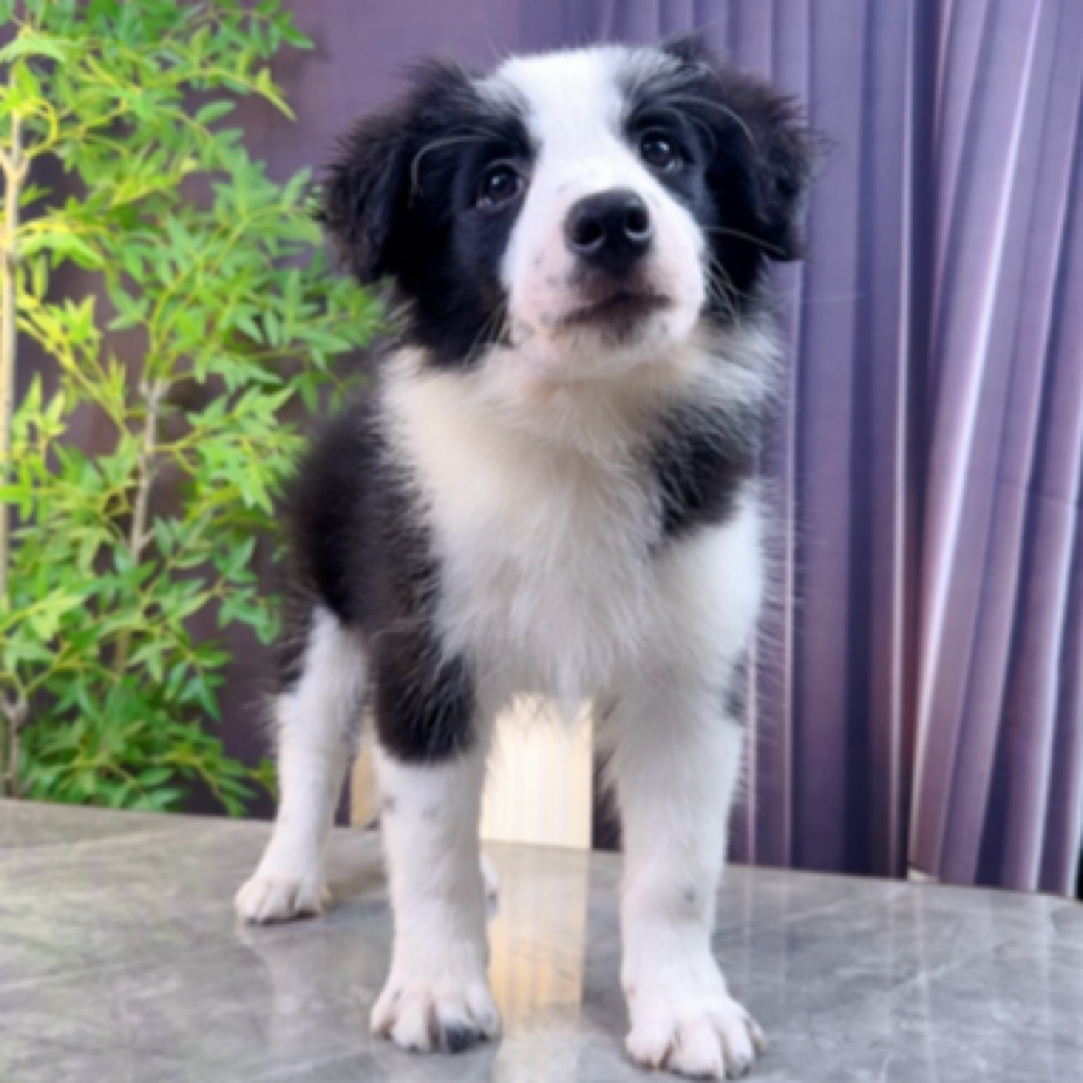 【木土犬舍】双血统边境牧羊犬公黑白色带护照芯片三疫苗三驱虫已做