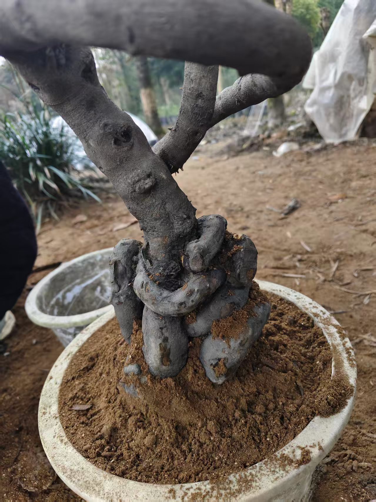 金弹子人工坨坨桩