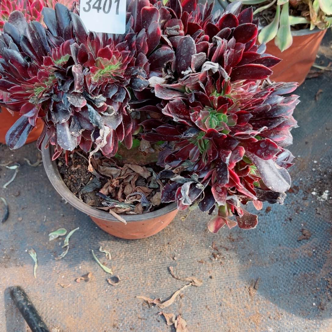 我3401 号多肉法师新年福利