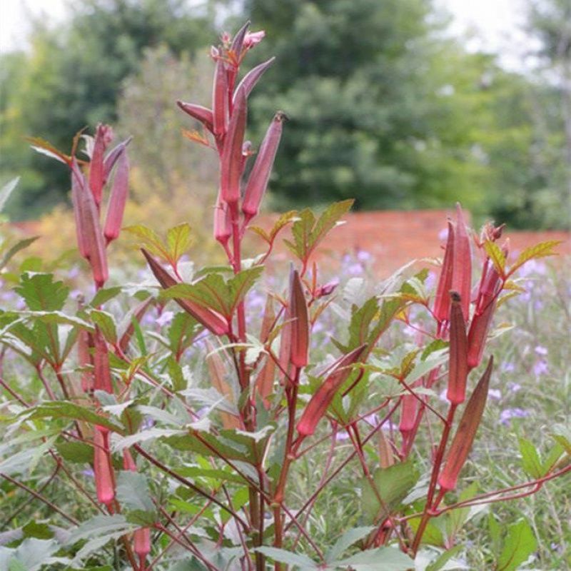 红秋葵种子蔬菜种子四季种植食用黄花懒人红花