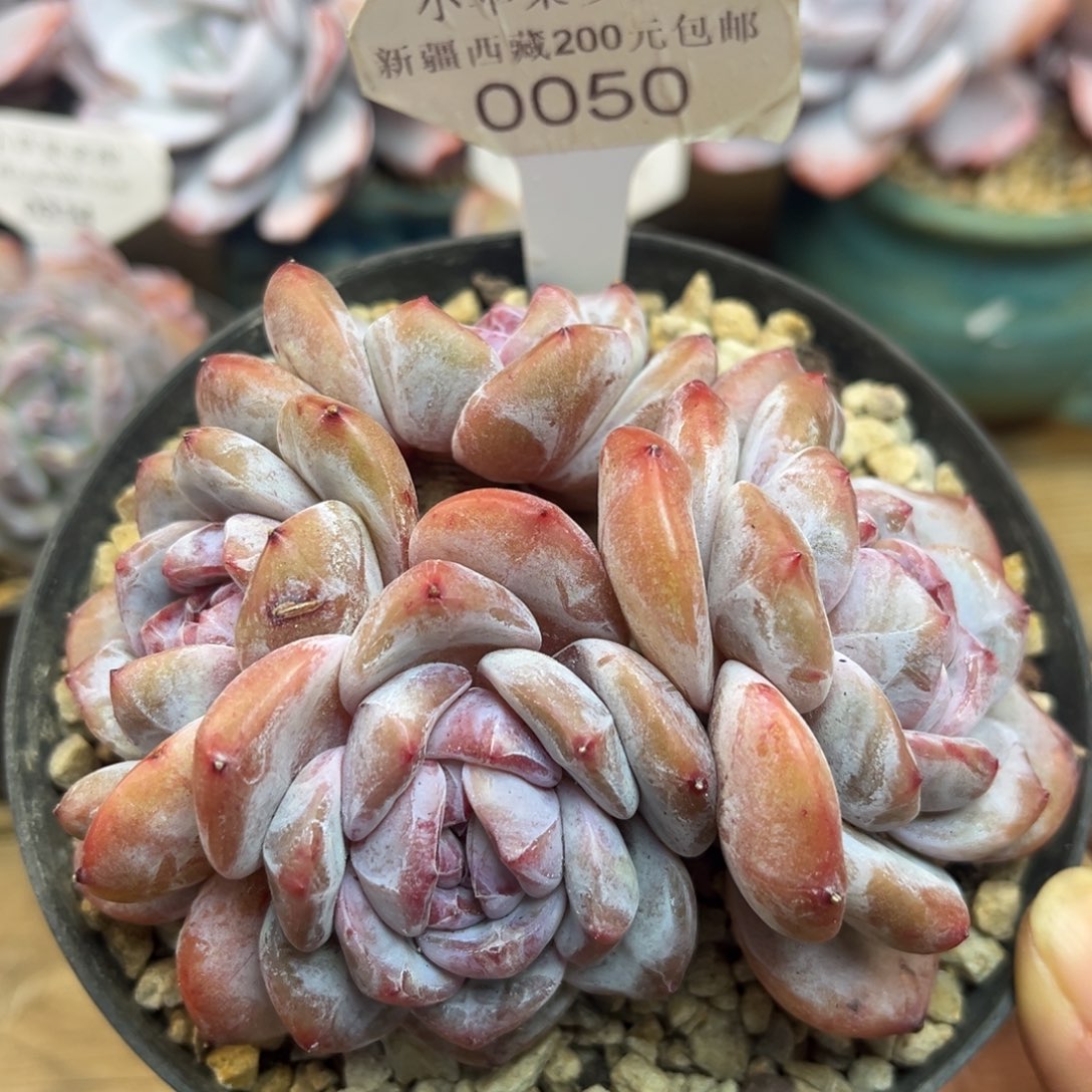 紫皮紫心050/11cm4头