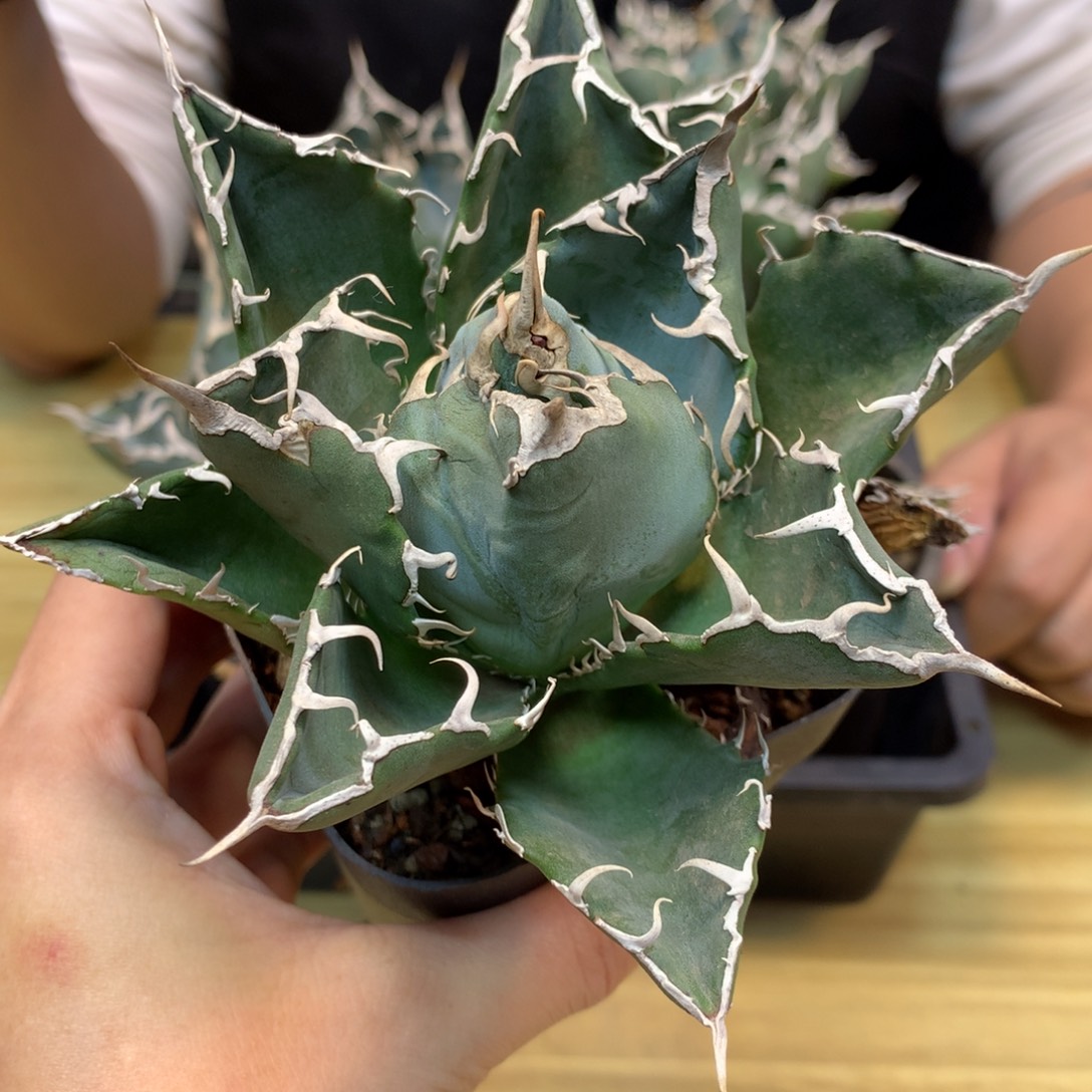        白鲸 龙舌兰 叶展10公分起发