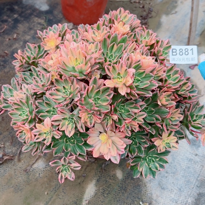 881甜茶多肉植物，