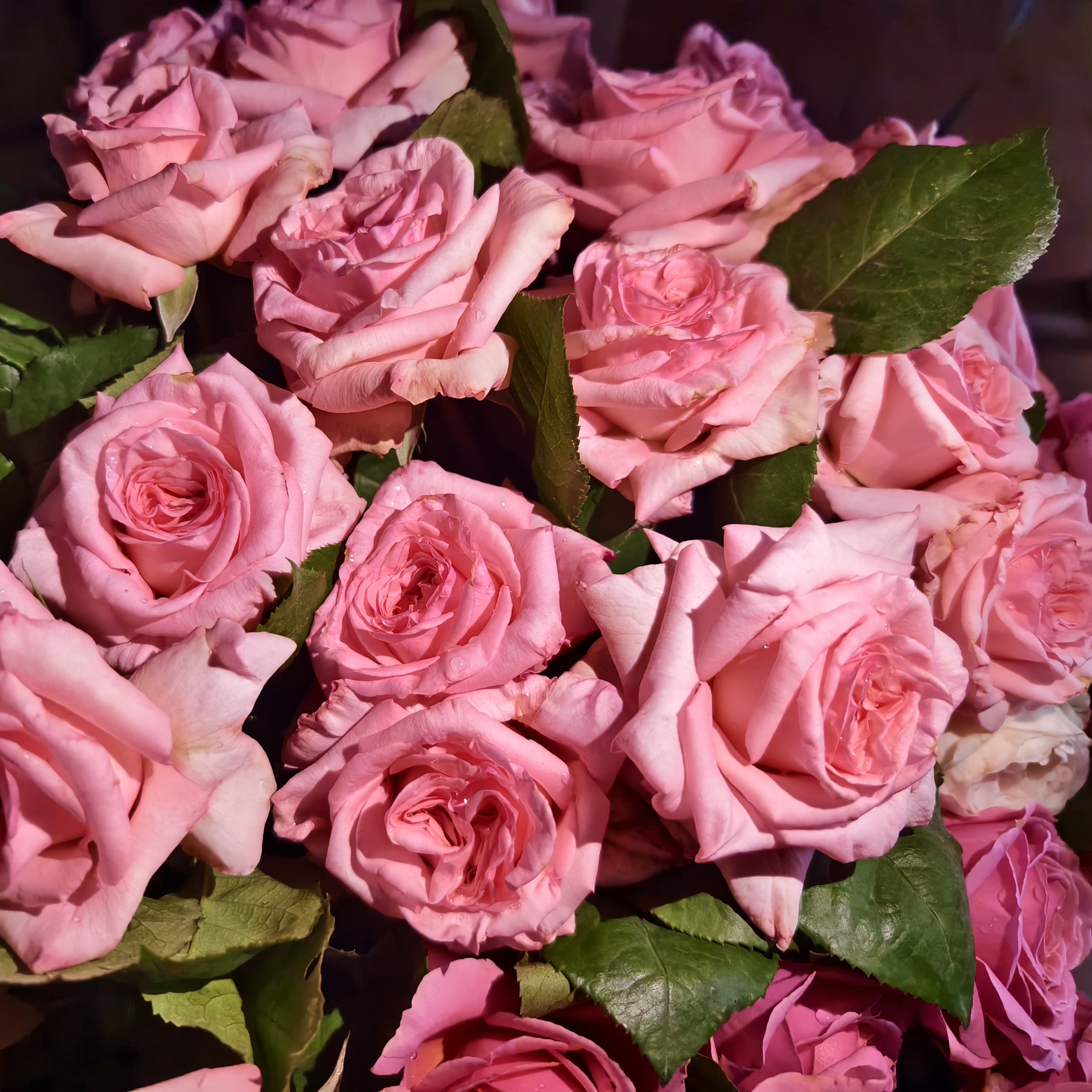 花莳园艺  2加仑扦插【粉荔枝】月季花苗切花多季开