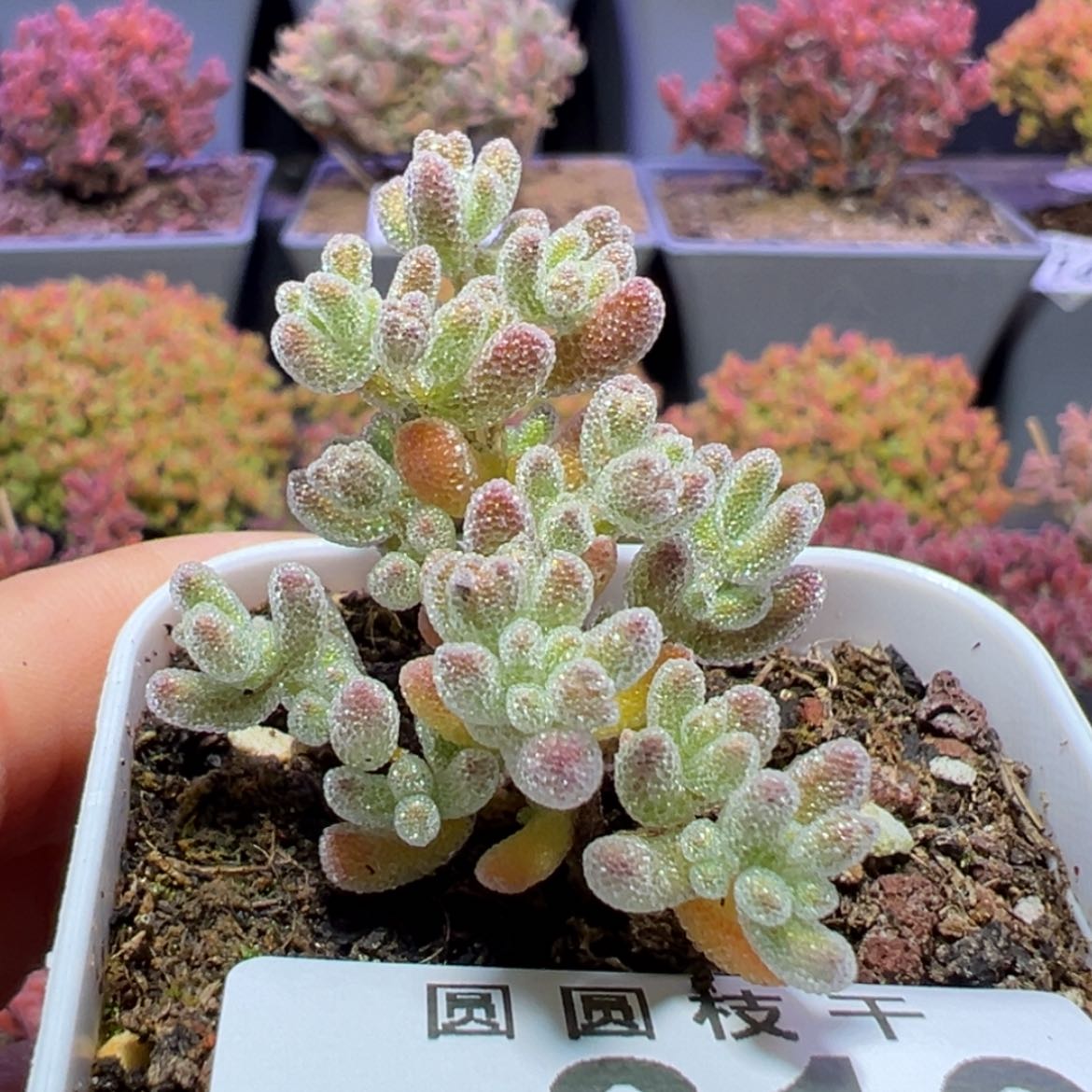 【闪购商品】e819小冰晶枝干番杏