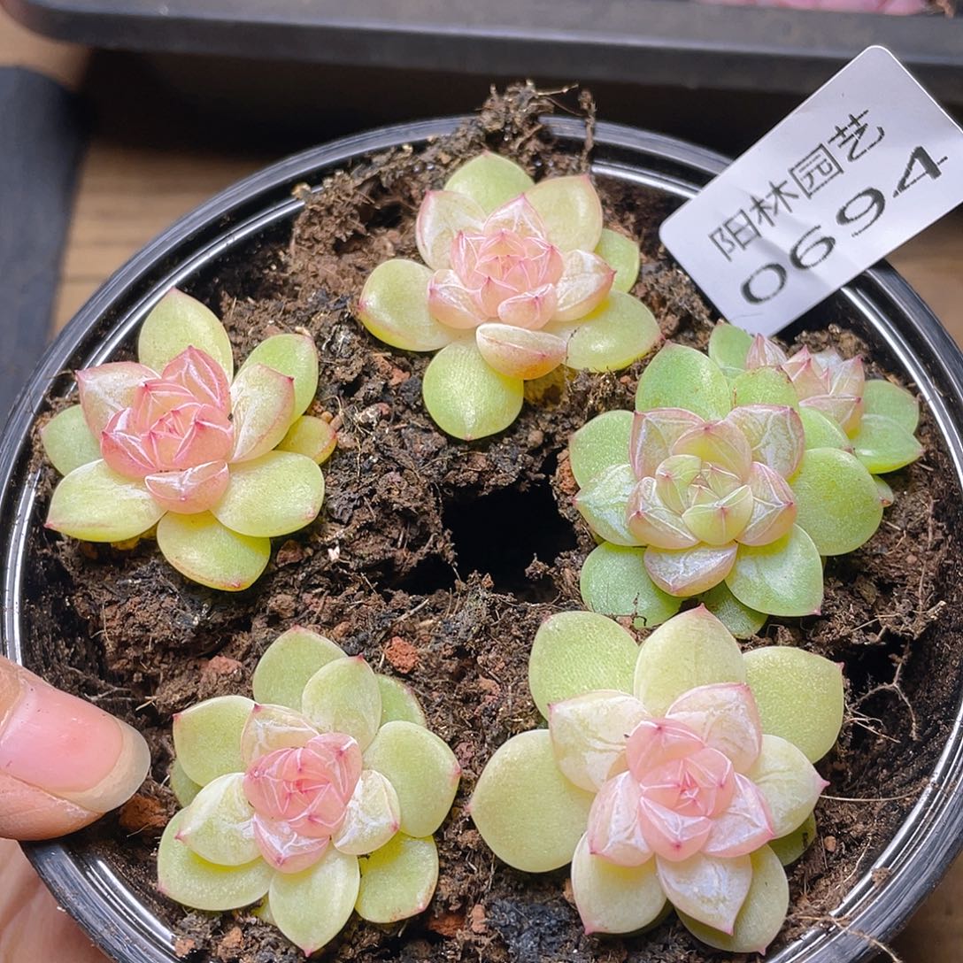 多肉植物多肉植物694