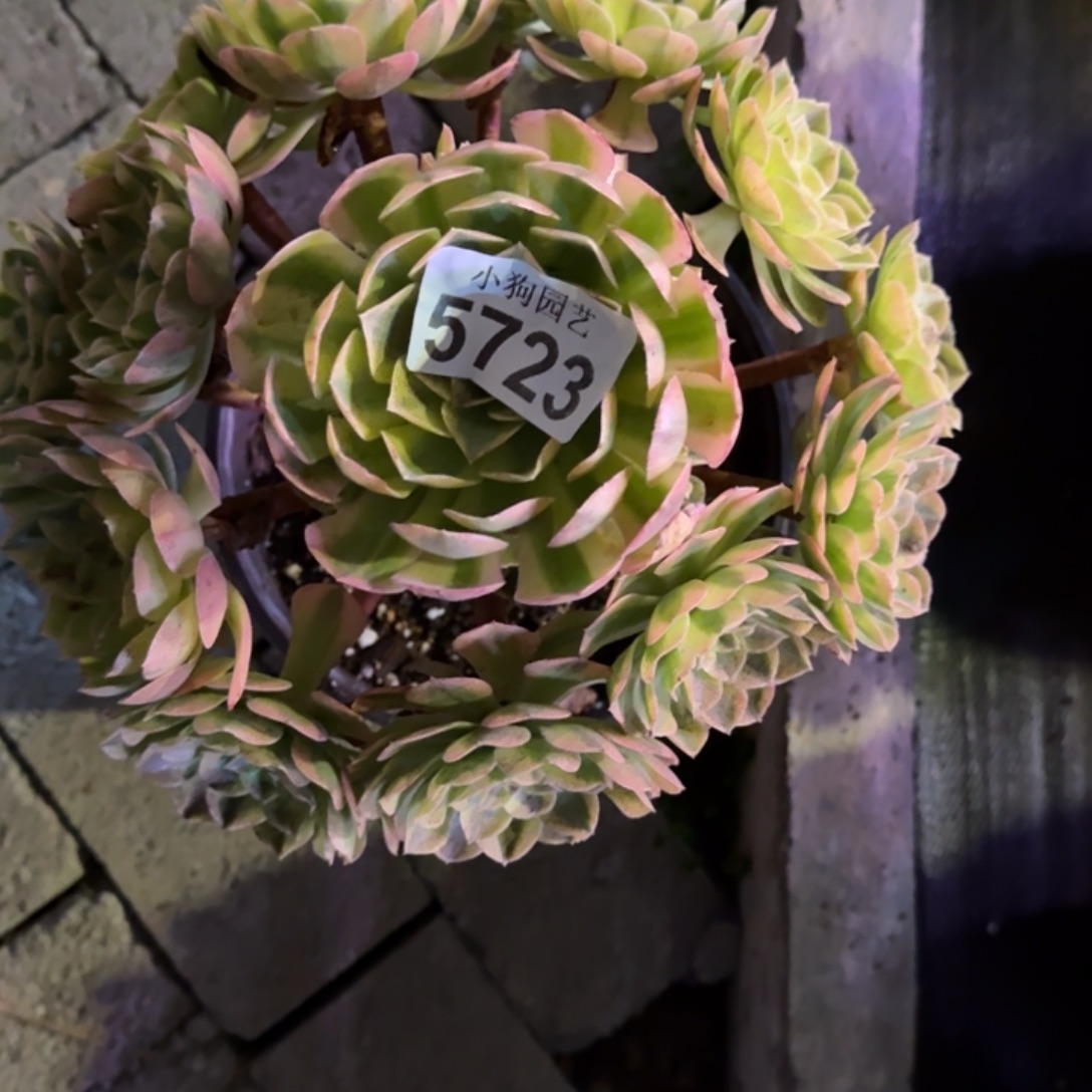 徐***生雨荷多肉植物5723