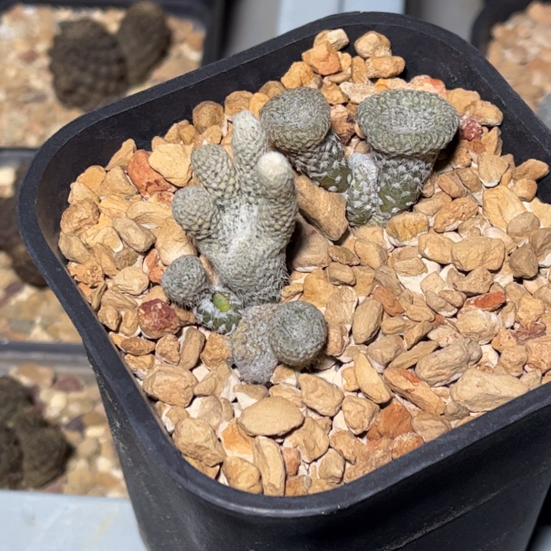 侧芽扦插繁殖带盆发货