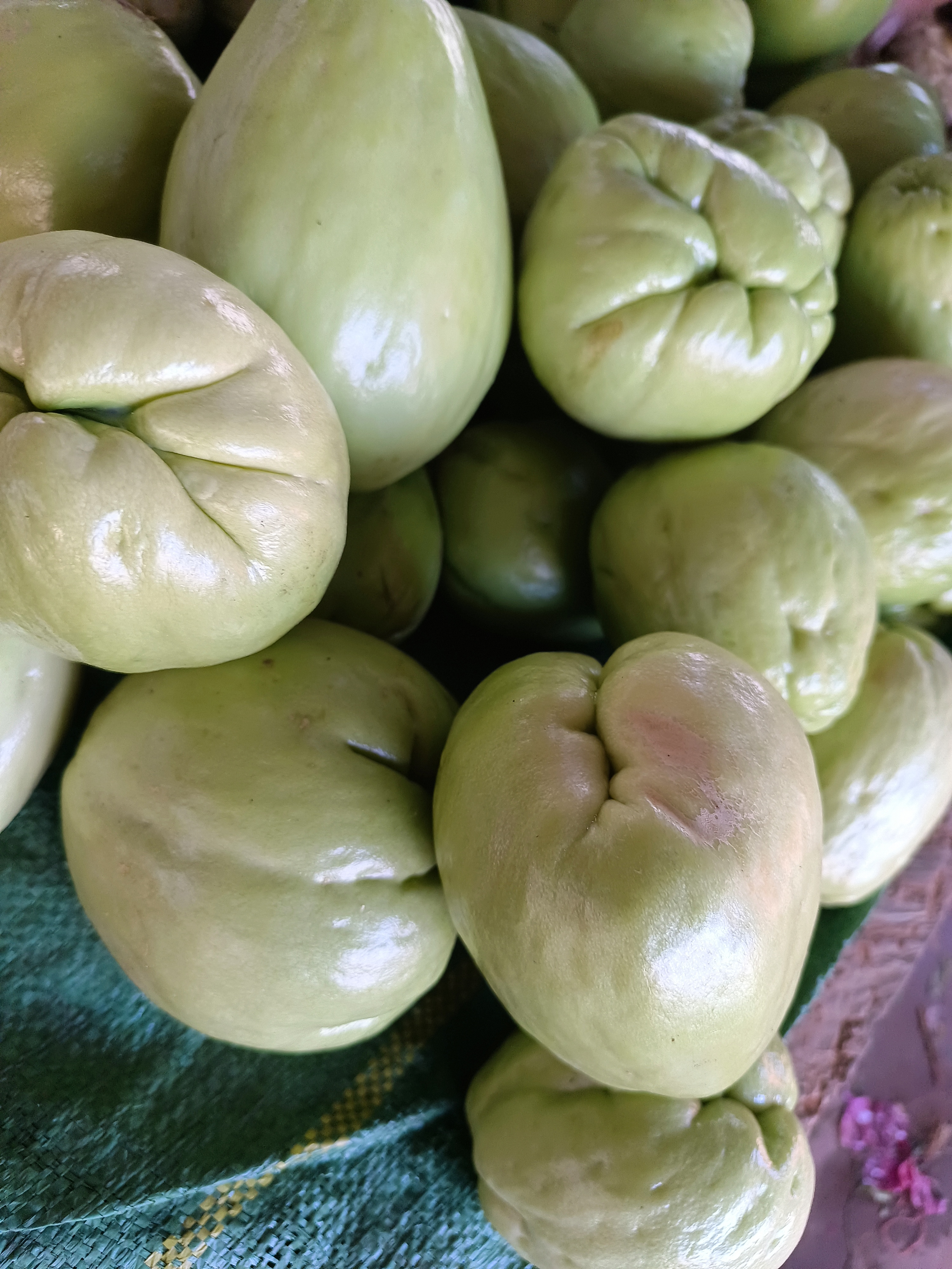 云南佛手瓜   大毛山货