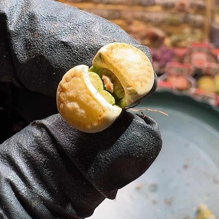 生石花233:：。 90