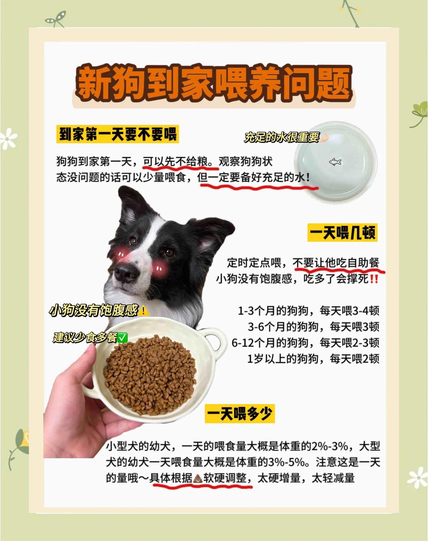 新手收到狗狗喂养指南