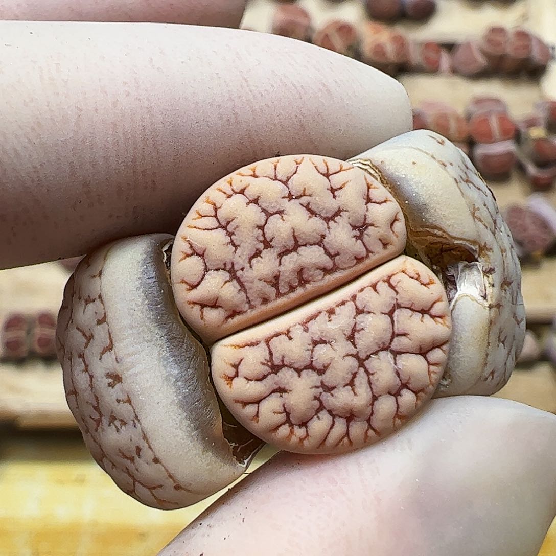 荒玉一颗包邮………………………