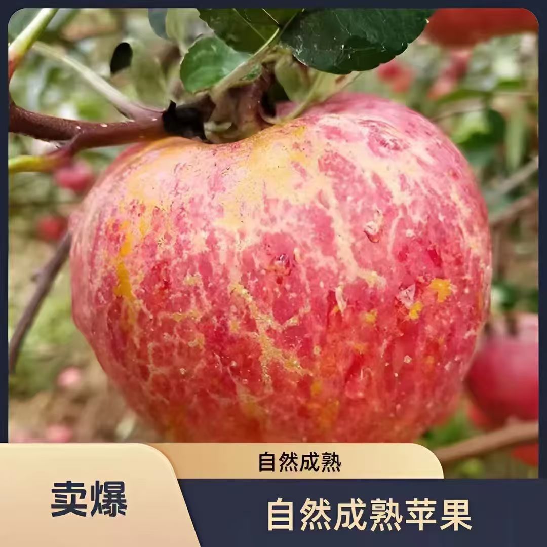 正宗云南冰糖心丑苹果新鲜脆甜多汁现摘水果