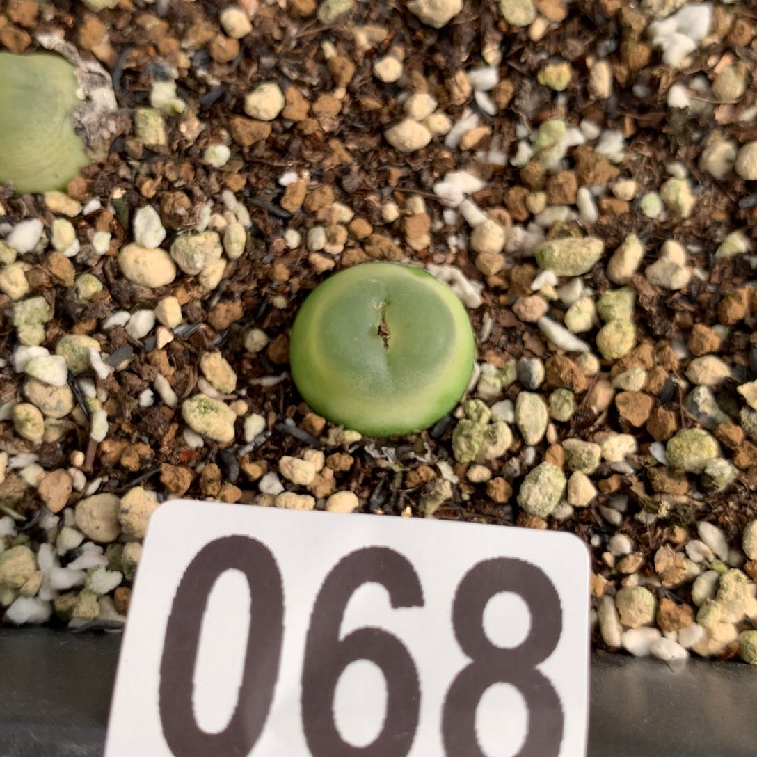 不****子068大王拉登一颗