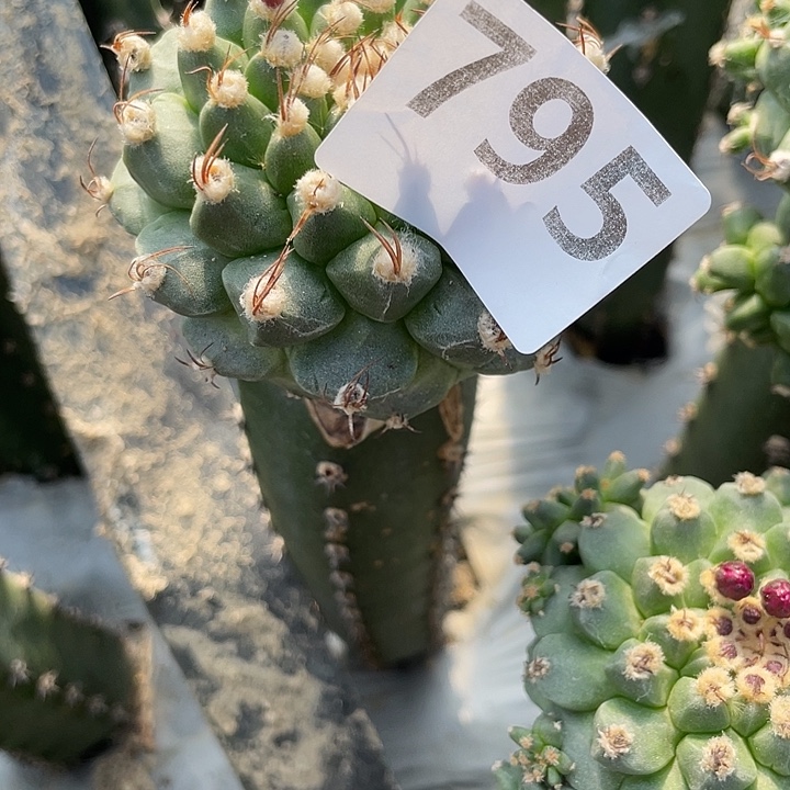 斯***步795号袖蒲苗接超大单头赤化娇丽7厘米