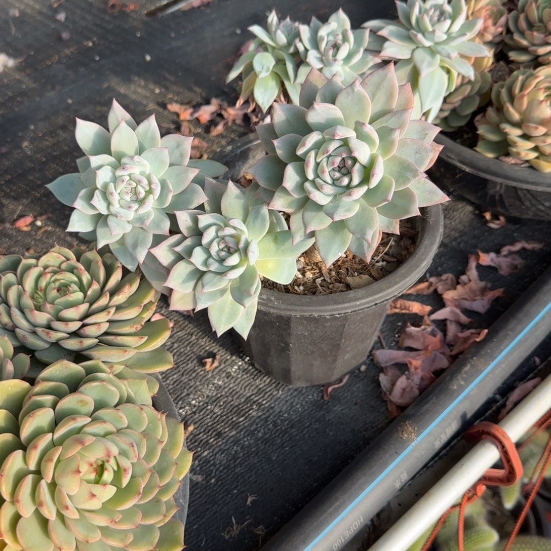 火***山无花朵粉蓝鸟老桩带盆发