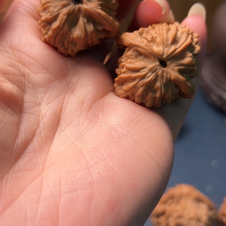 E***S木桃树是由树上和