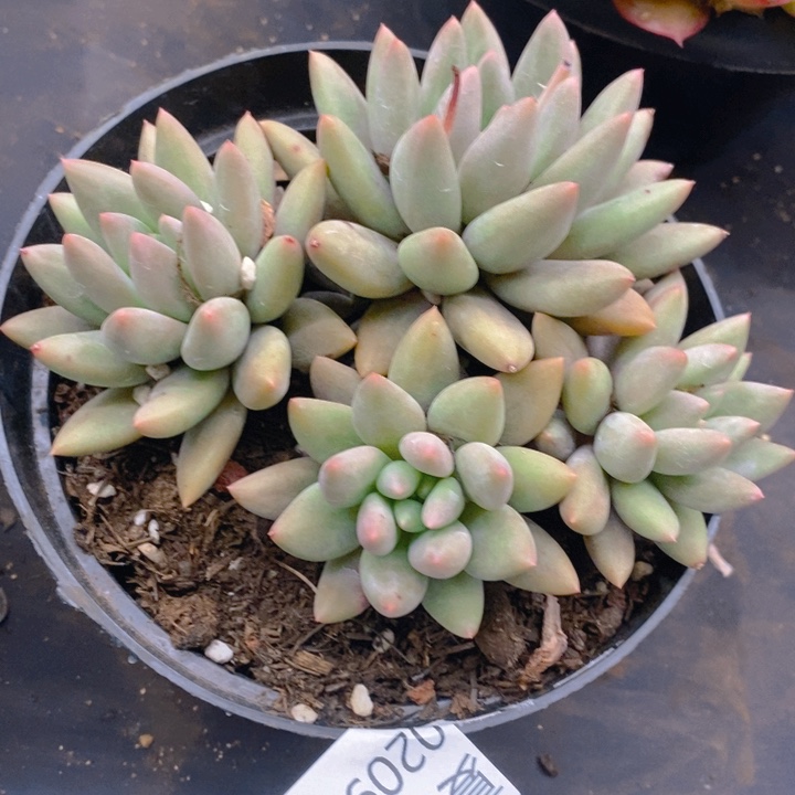 夏悦多肉0209-96红蜻蜓