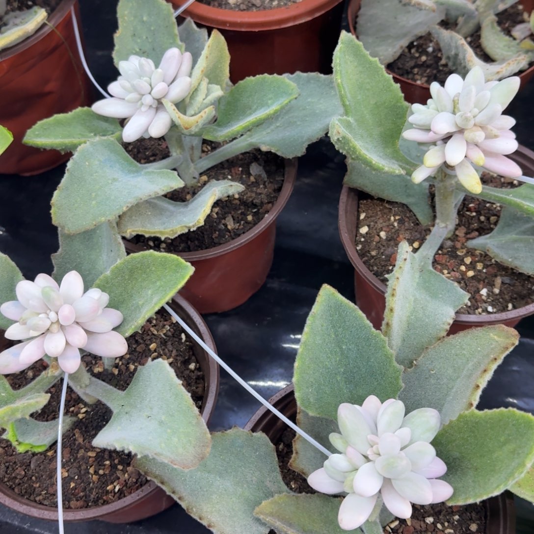 汤圆锦，多肉锦多肉