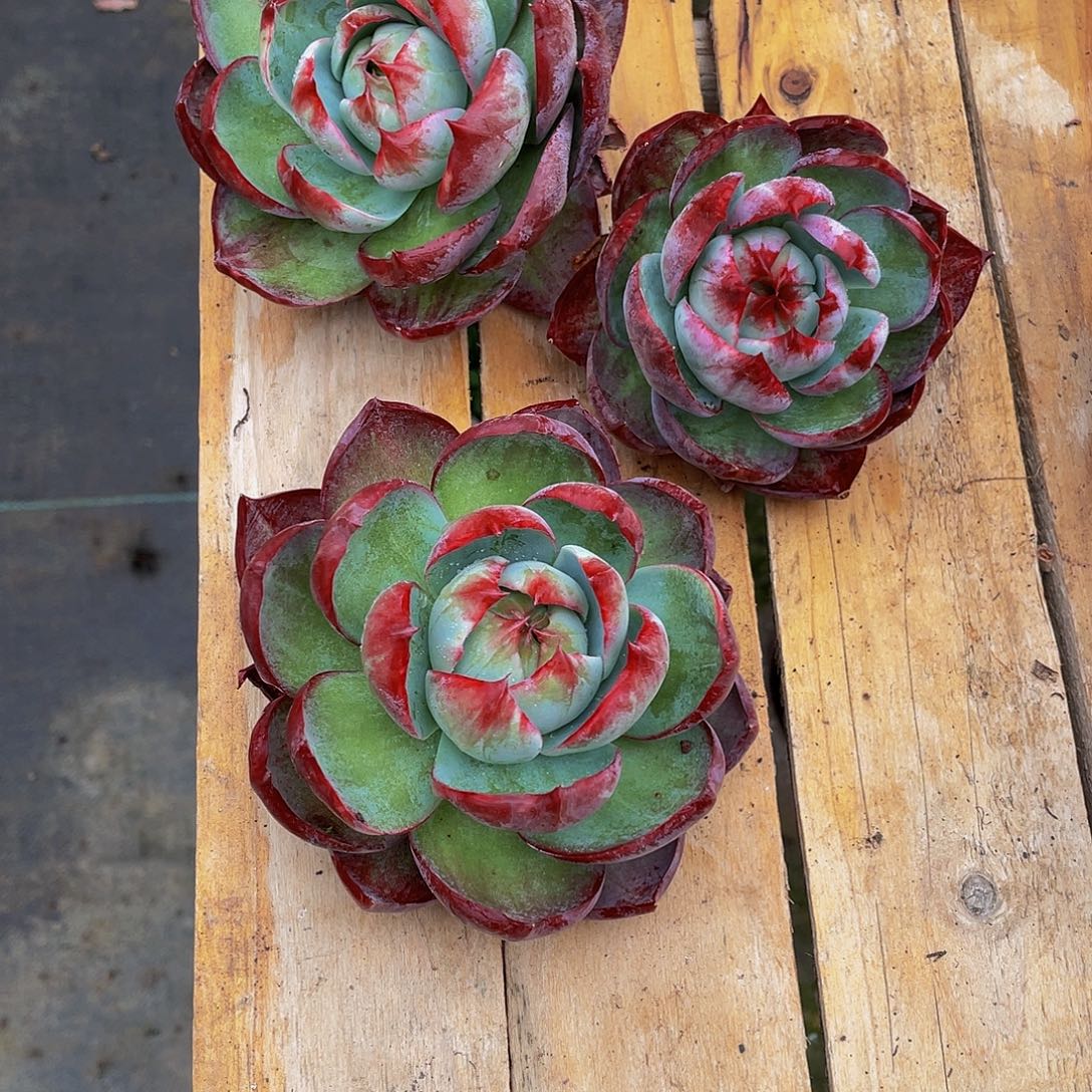 浙***和锦鸿仙子多肉植物3颗