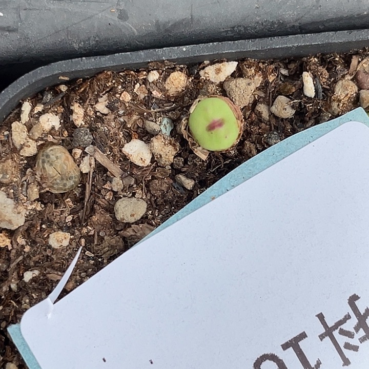 16-74嘴多肉植物