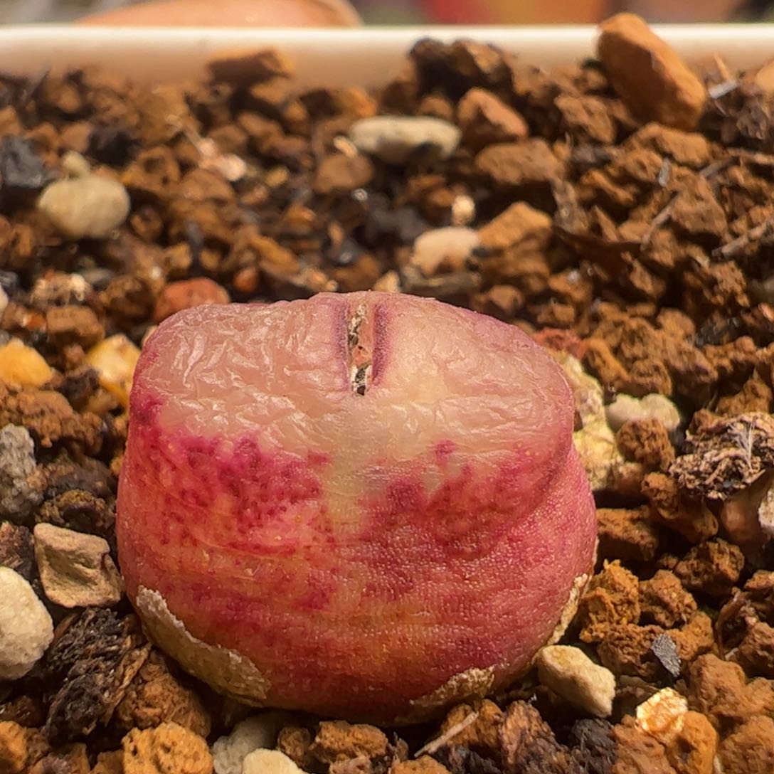 35多肉植物百科知识