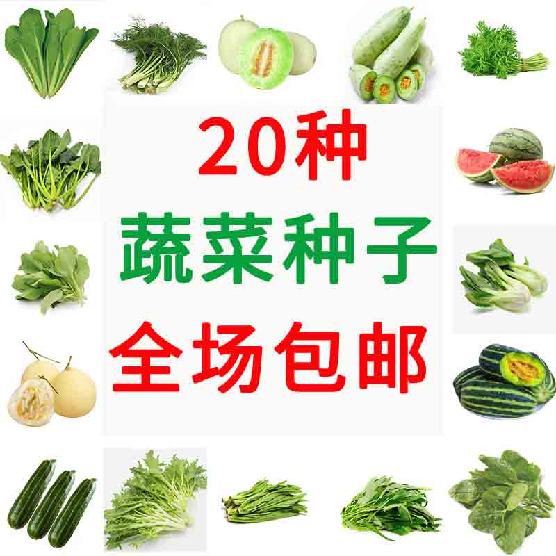 四季播种蔬菜种子大全青菜菠菜鸡毛菜简单种植出芽率高阳台盆栽