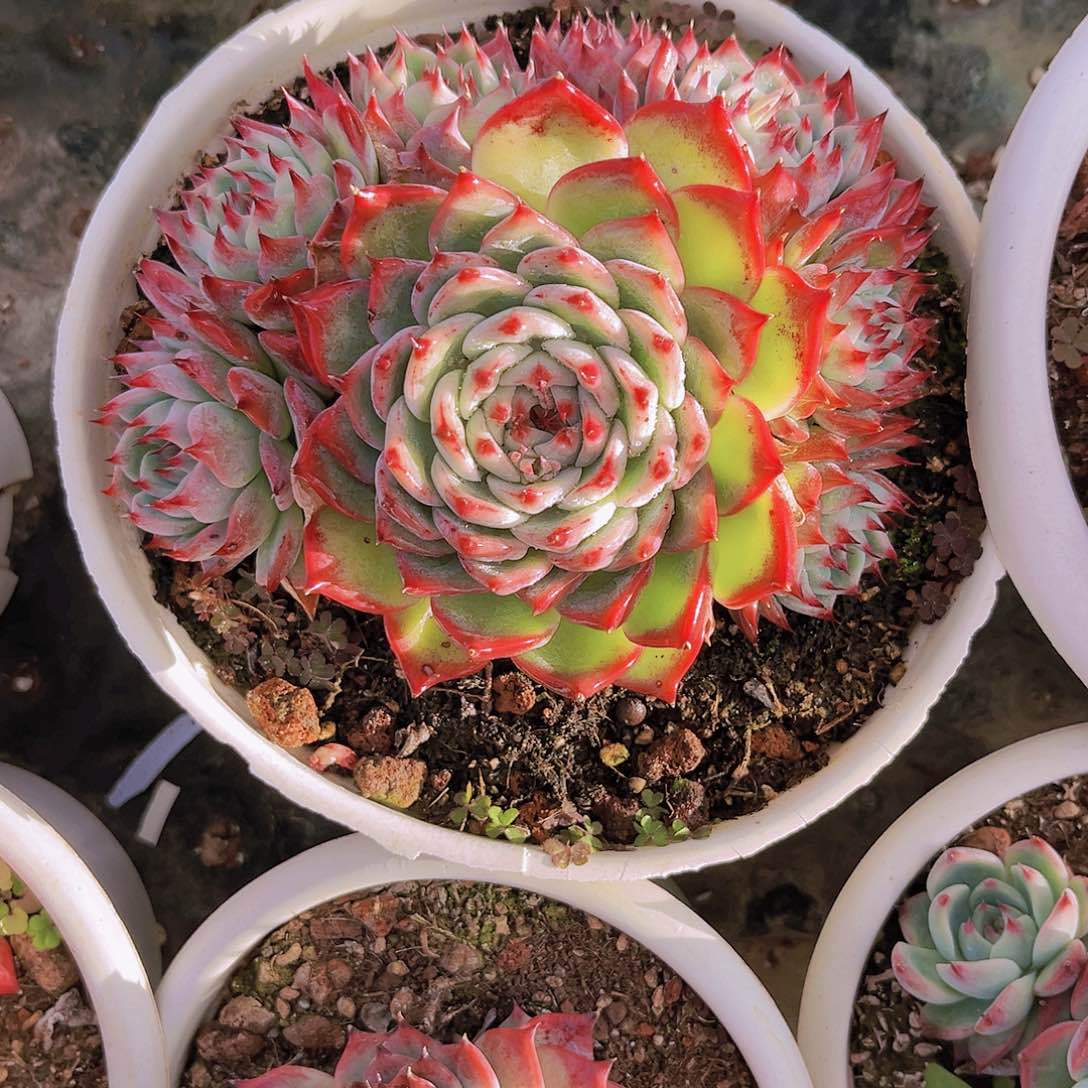 执**?执着9999999999999