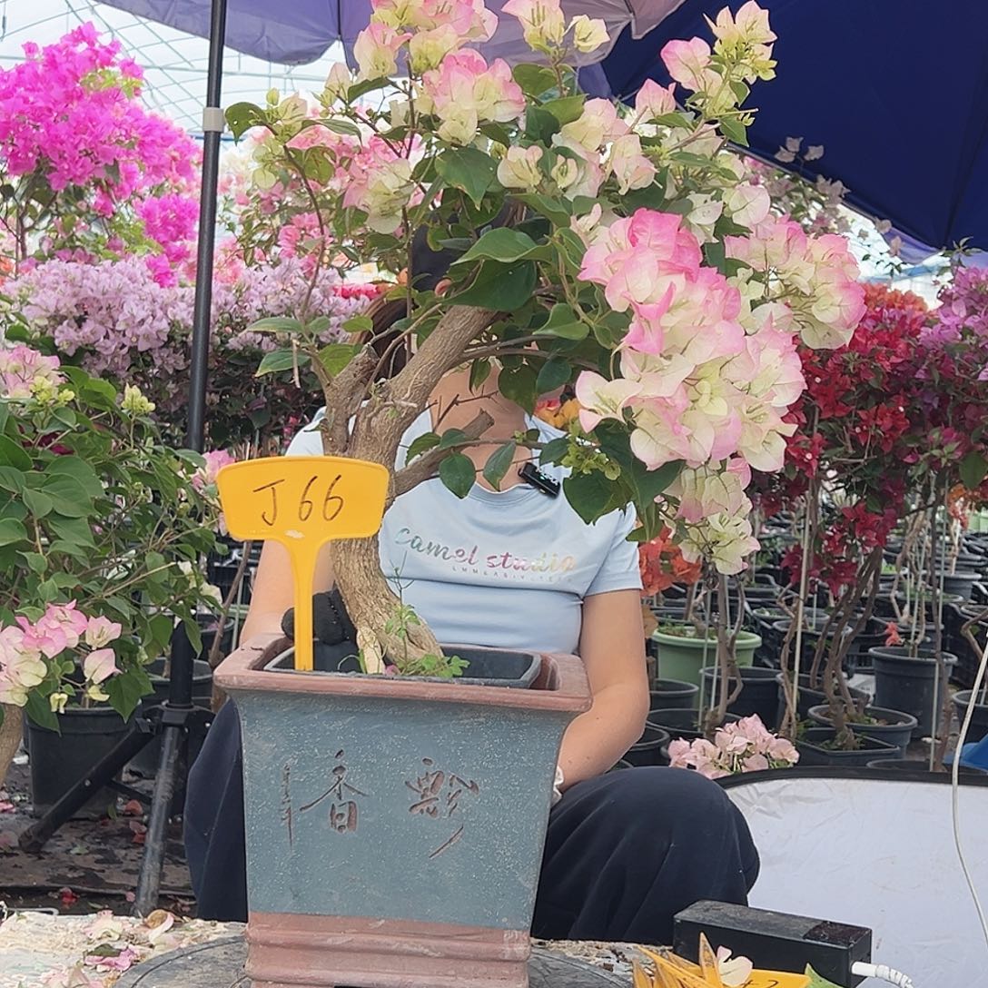 没***朵大部分花苞少量开放J66绿樱