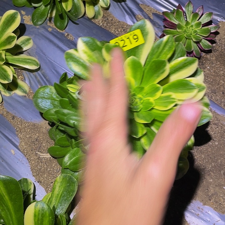 0219五彩琉璃多肉植物