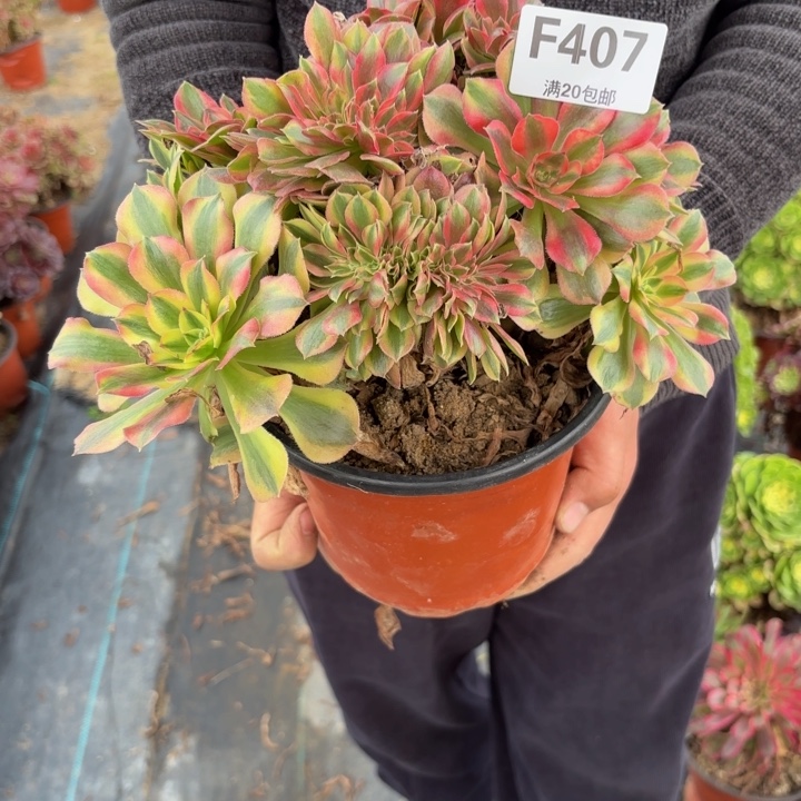 光***流瑞妈，，。。。。407洛神缀